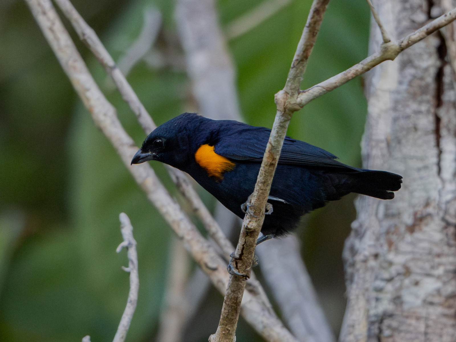 image Golden-sided Euphonia
